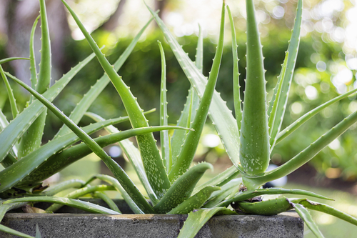 5 Amazing Skincare Benefits of Aloe Vera